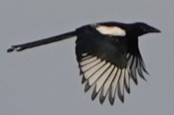 straka obecná - ML641118093