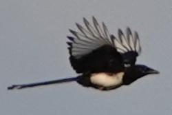 straka obecná - ML641118106