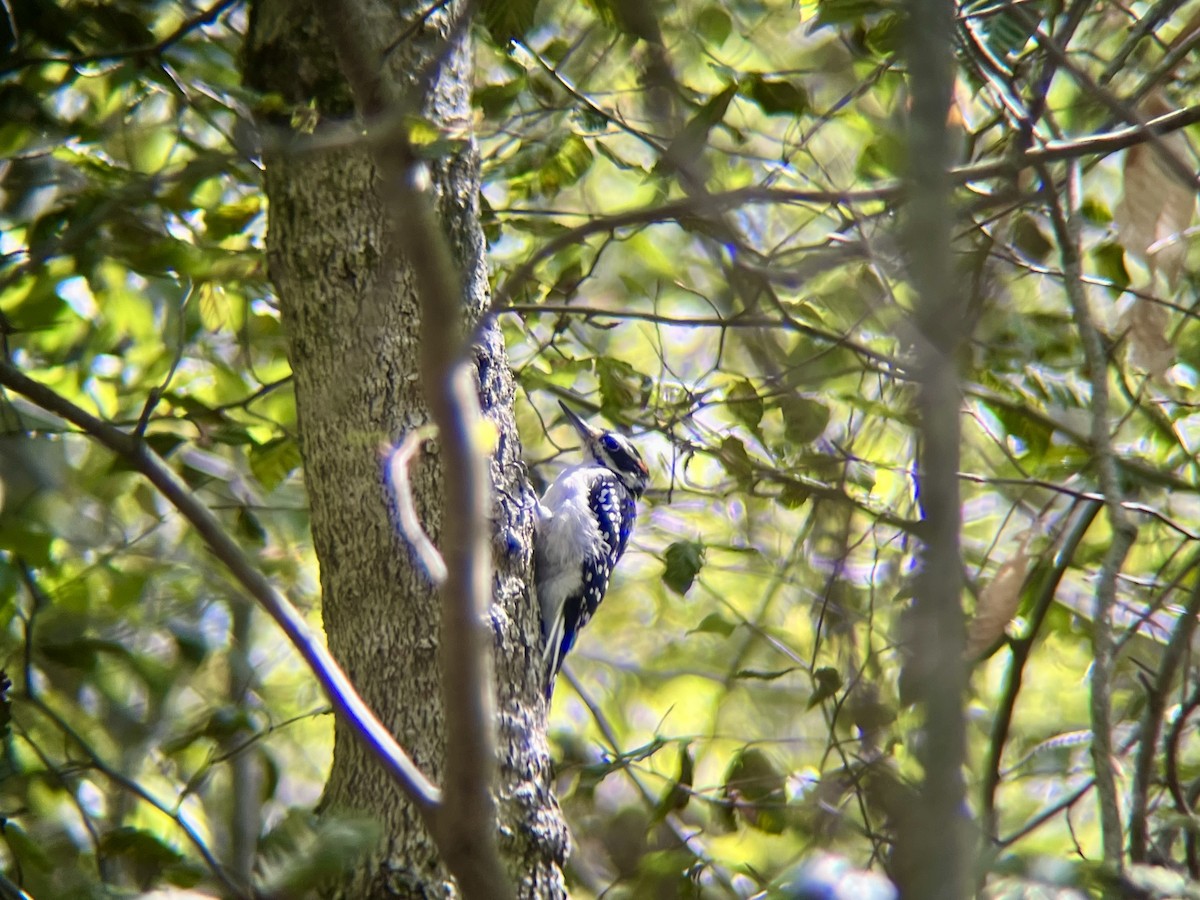 Hairy Woodpecker - ML641118124