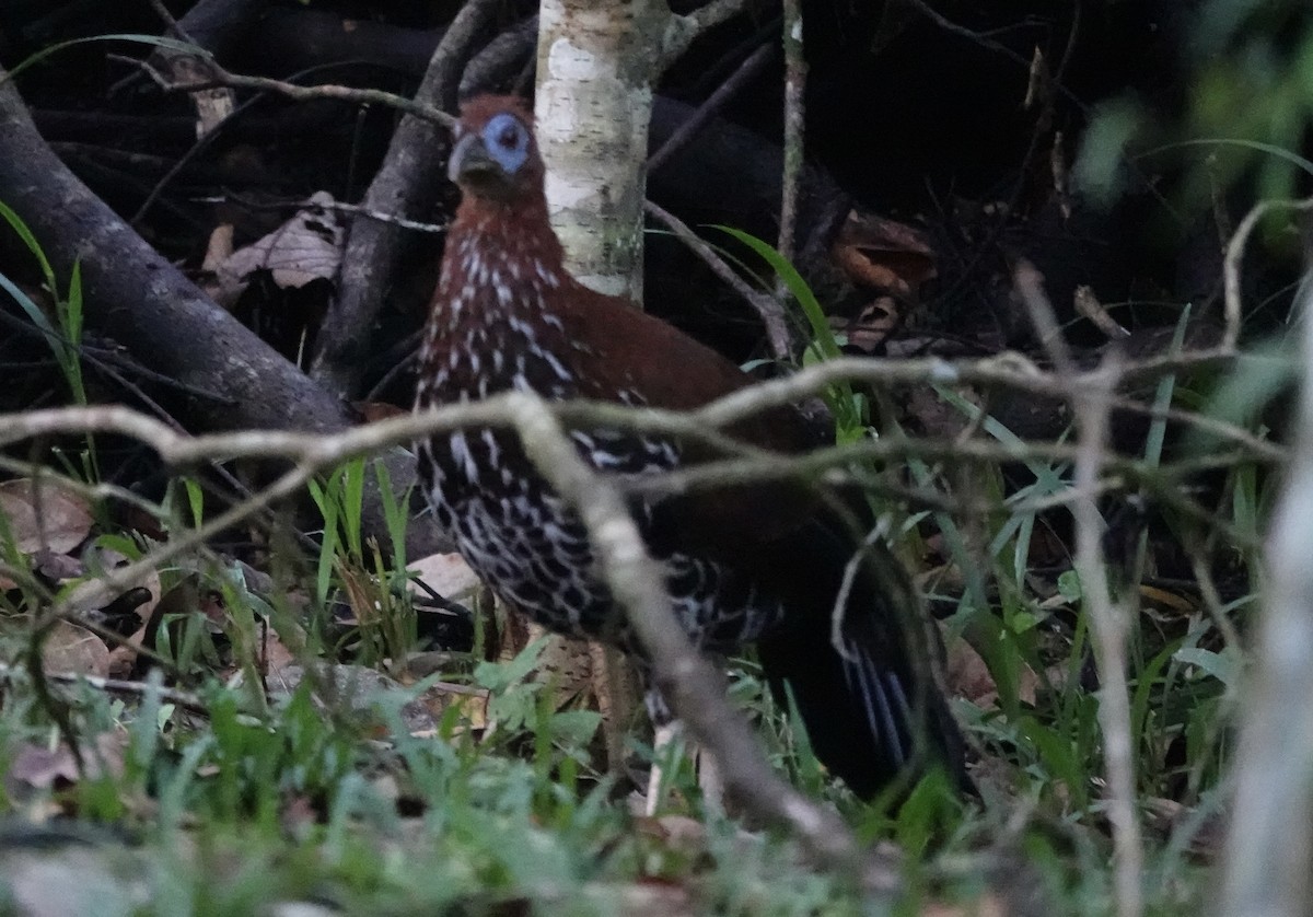Bornean Crested Fireback - ML641118127
