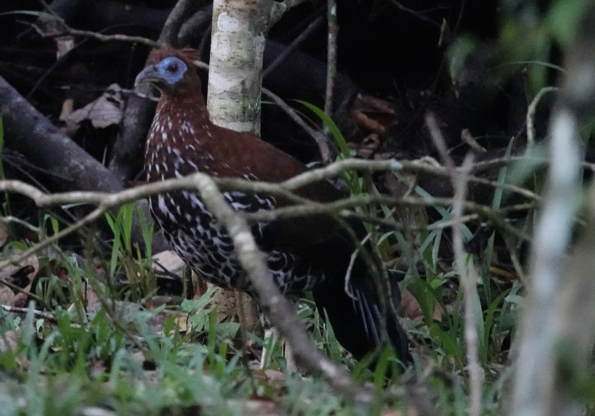 Bornean Crested Fireback - ML641118128