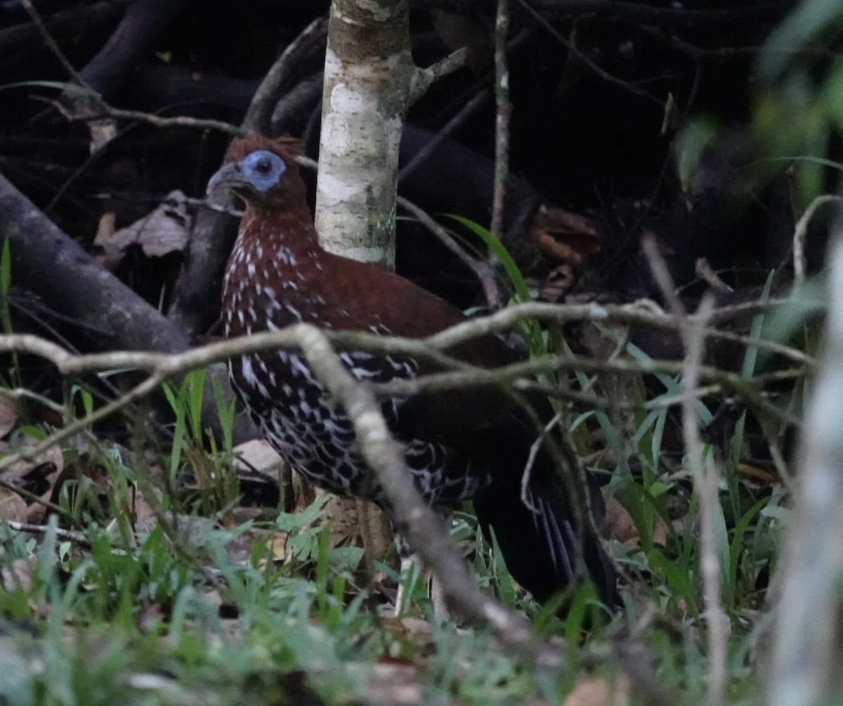 Bornean Crested Fireback - ML641118129