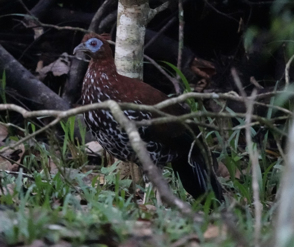 Bornean Crested Fireback - ML641118130