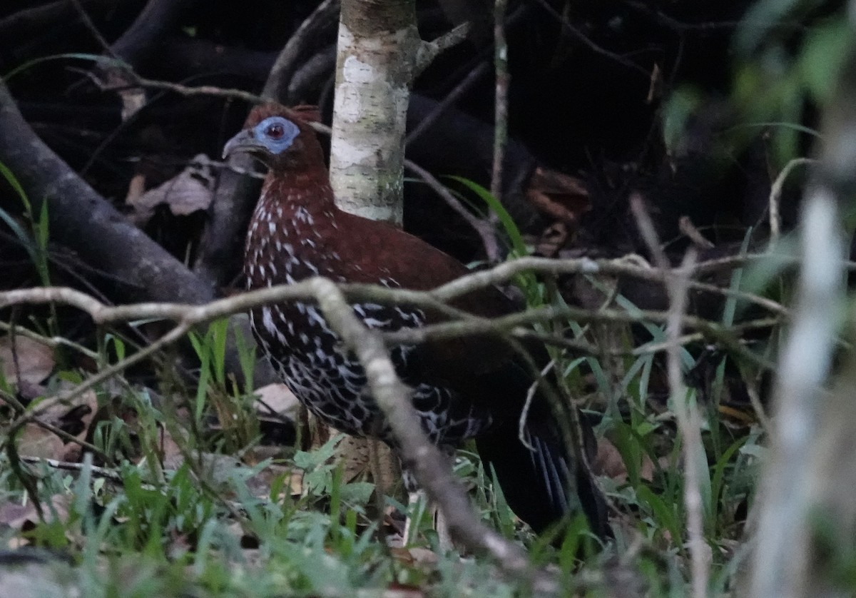 Bornean Crested Fireback - ML641118131