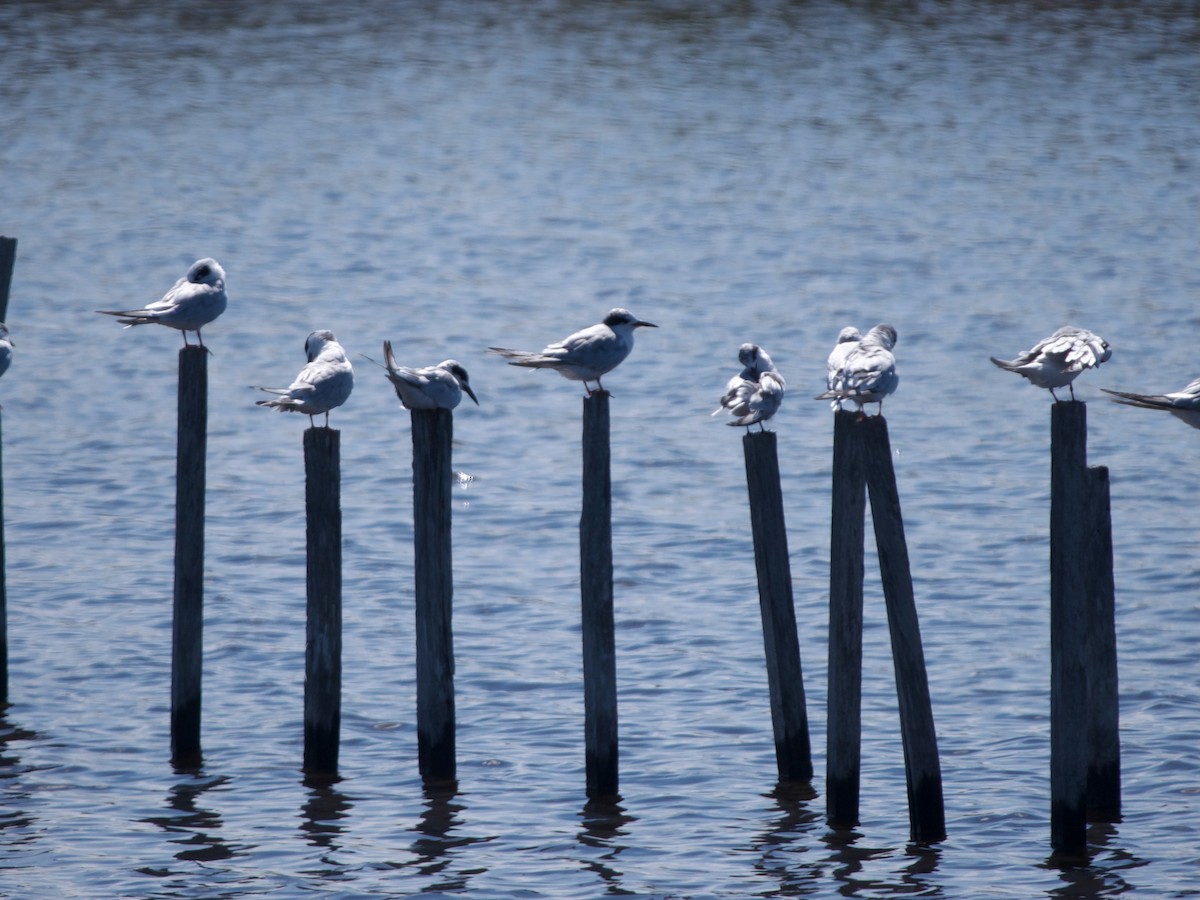 Forster's Tern - ML641118132