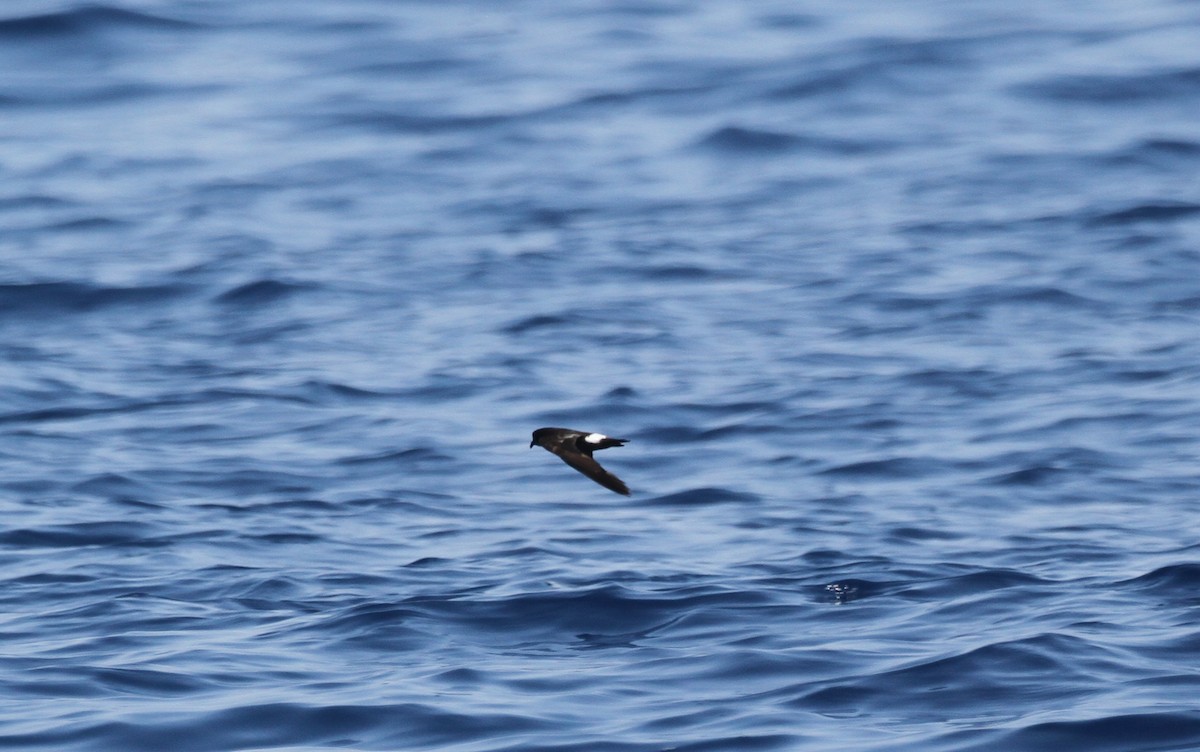 European Storm-Petrel - ML641118166