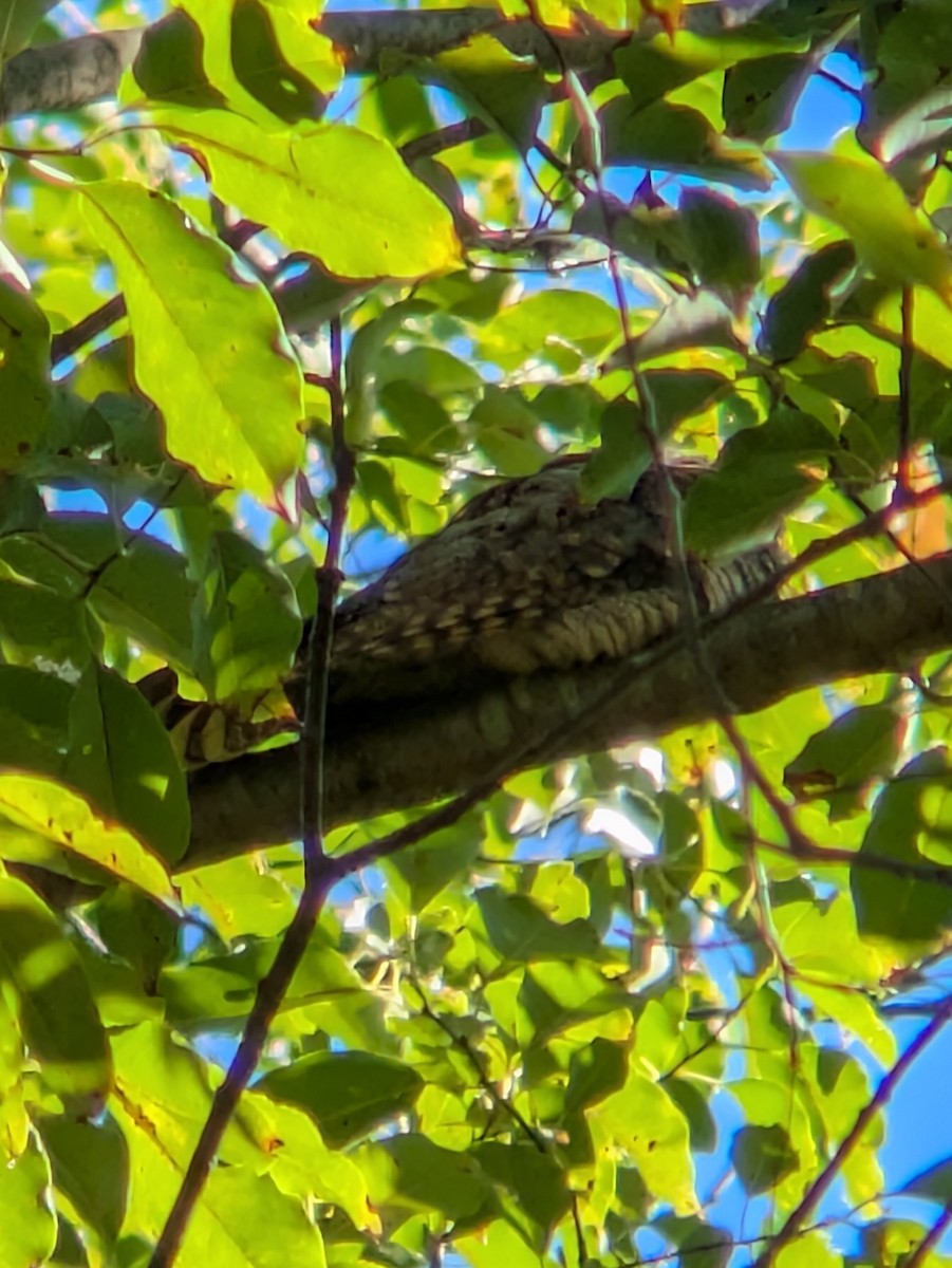 Eastern Whip-poor-will - ML641118178