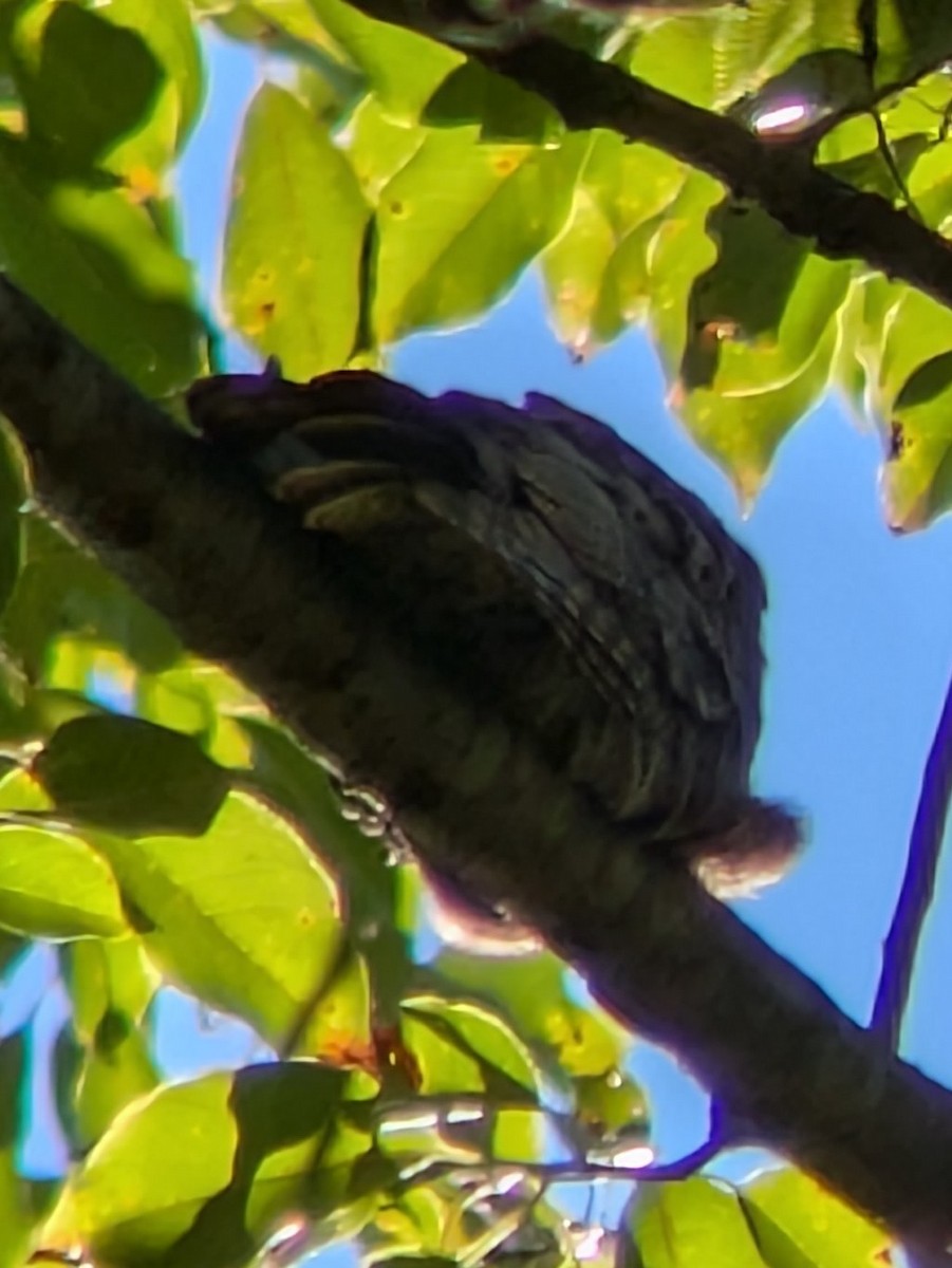 Eastern Whip-poor-will - ML641118185