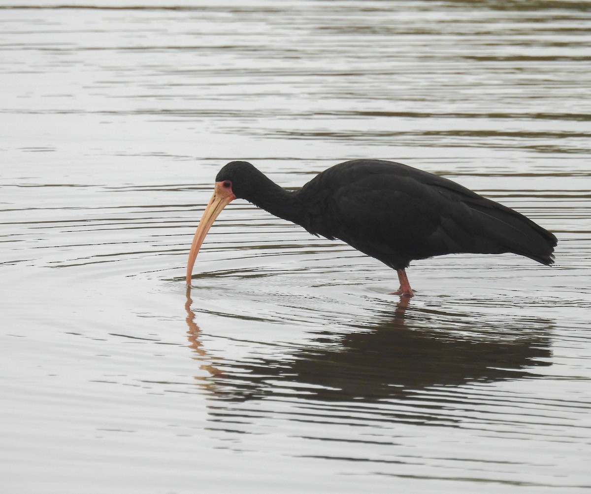 Bare-faced Ibis - ML641118192