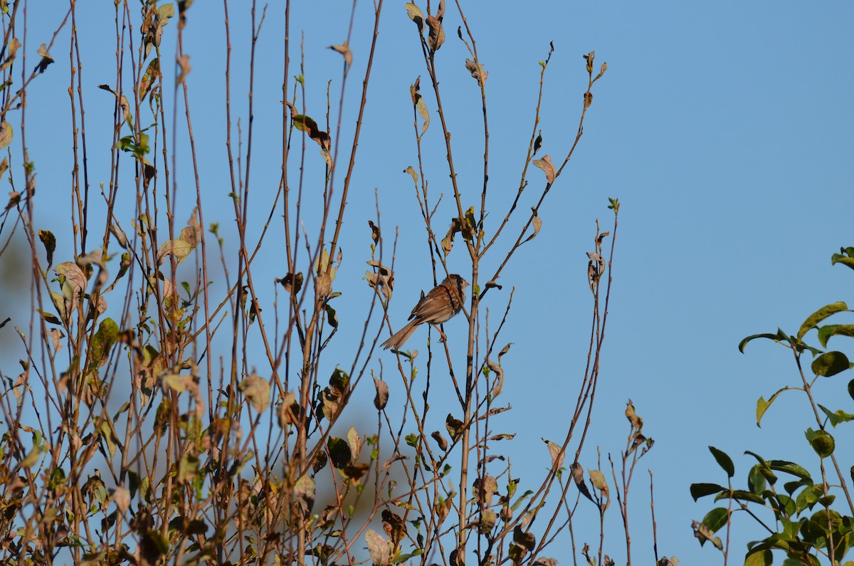 Field Sparrow - ML641118227