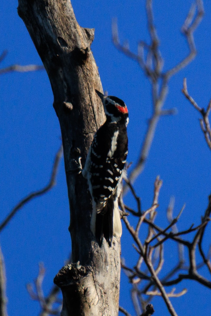Hairy Woodpecker - ML641118243