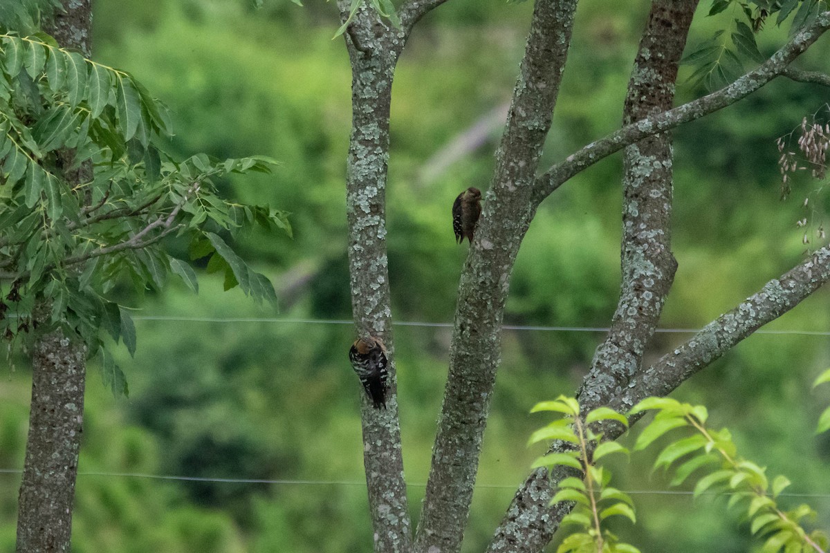 Fulvous-breasted Woodpecker - ML641118251