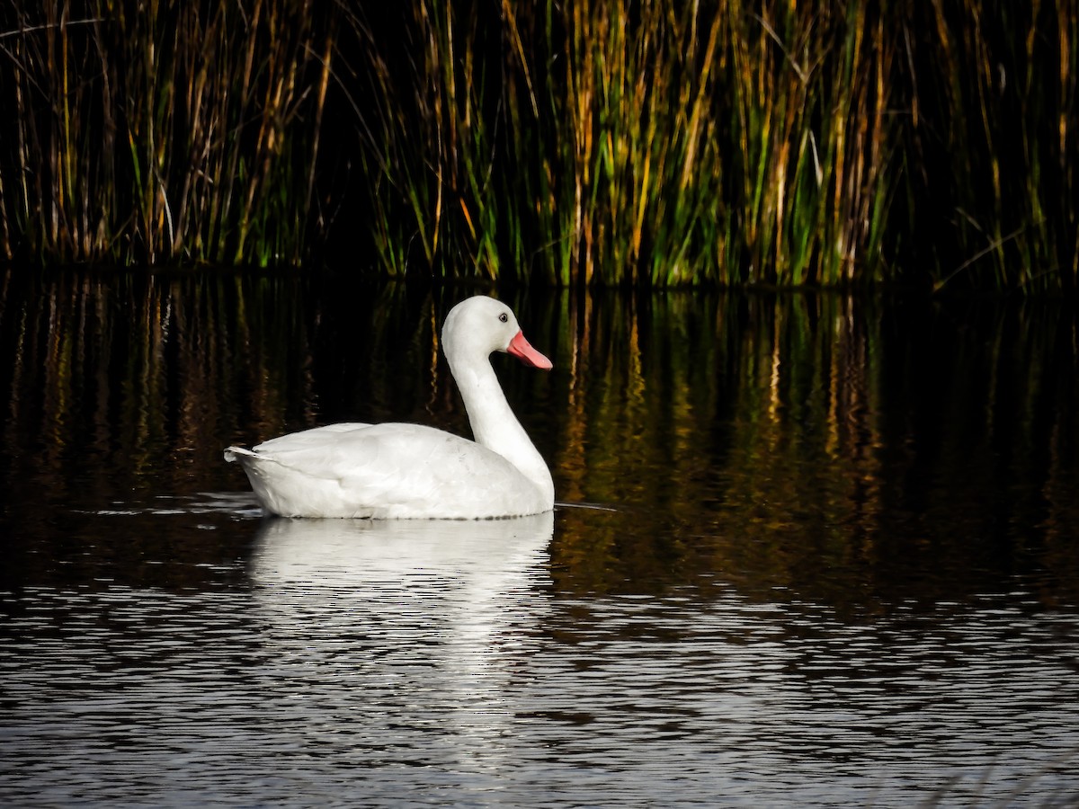 Coscoroba Swan - ML641118273