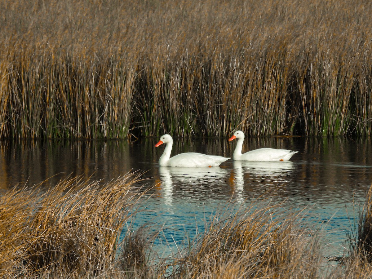 Coscoroba Swan - ML641118275