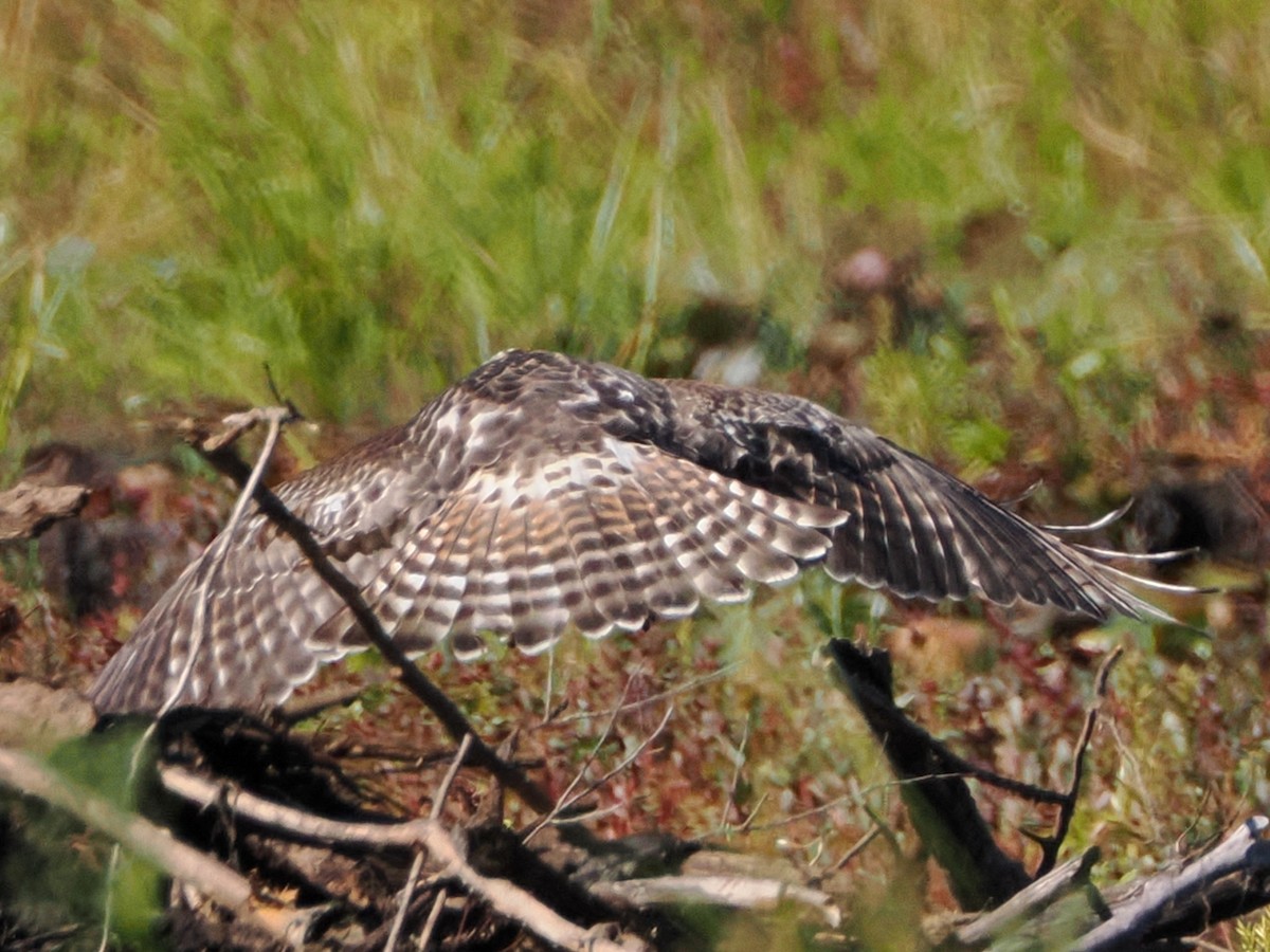 rødvingevåk - ML641118305