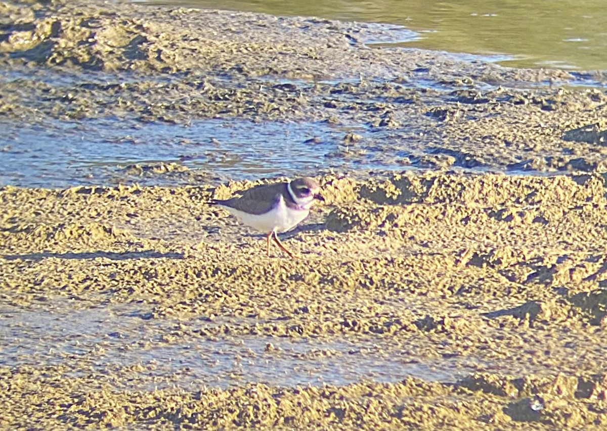 Semipalmated Plover - ML641118330
