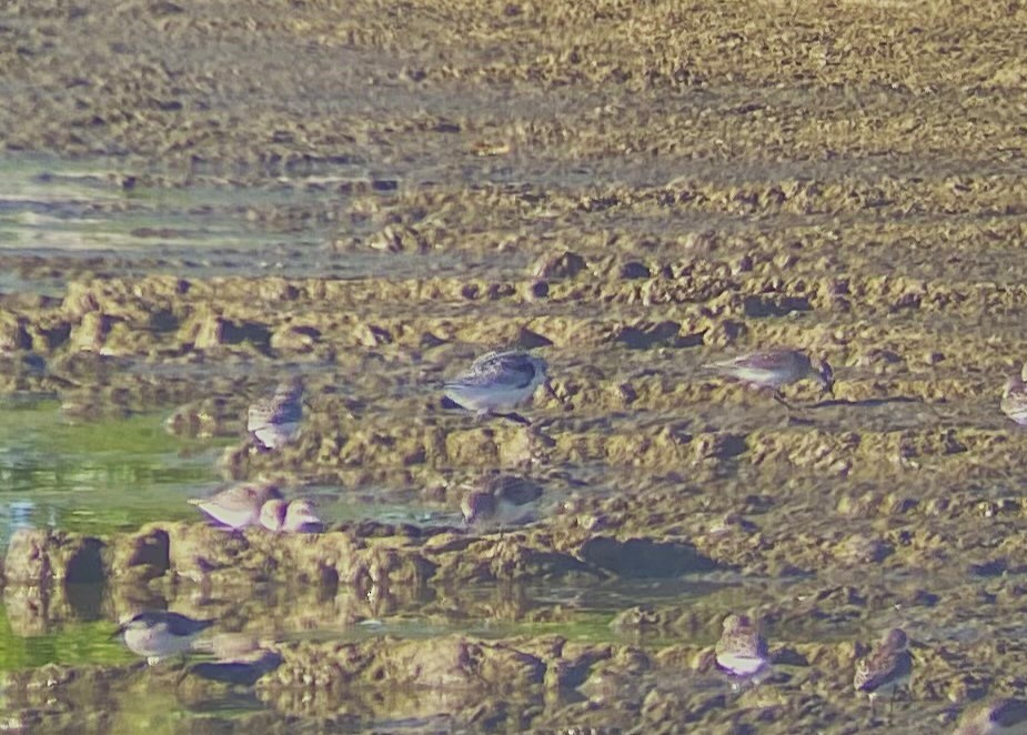 Sanderling - ML641118347