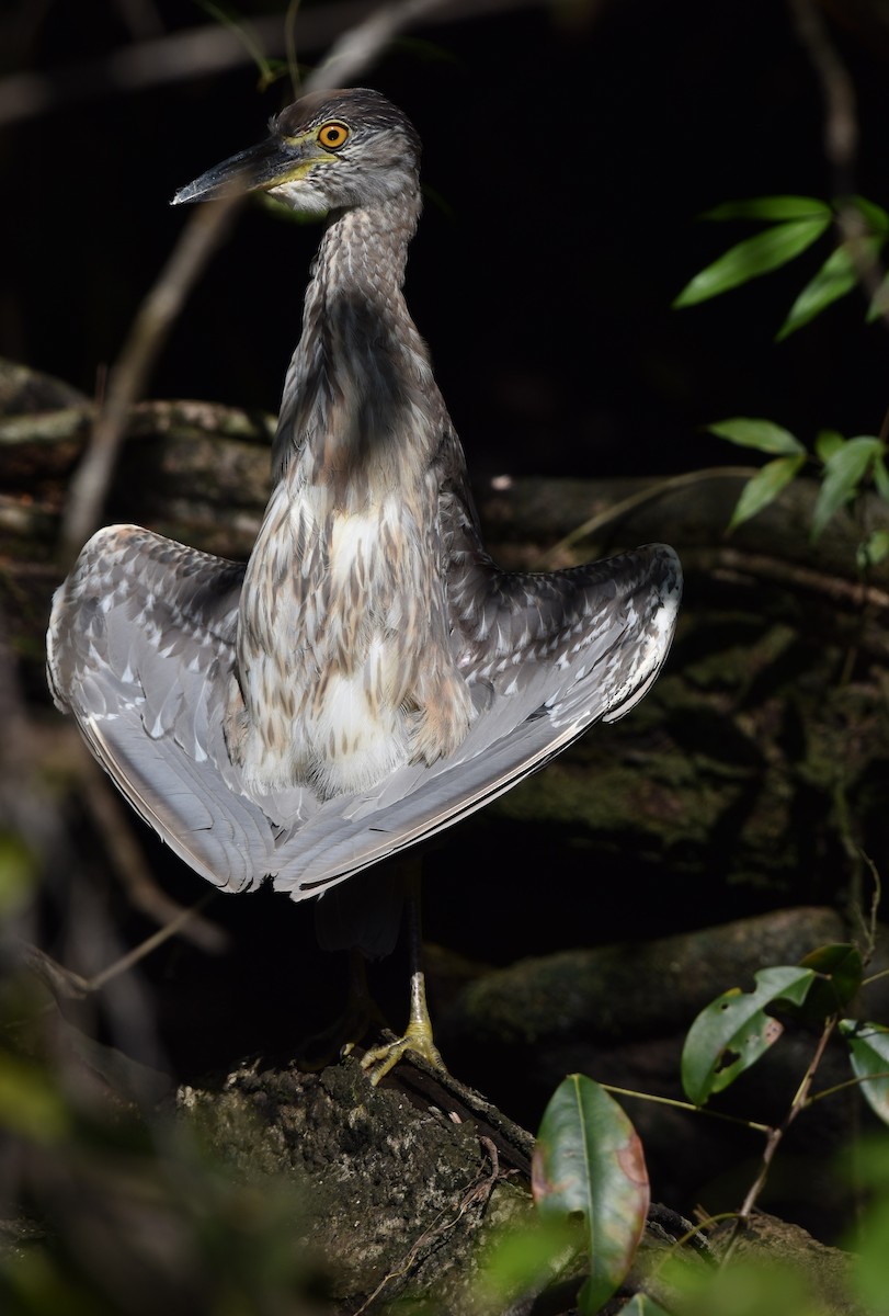 Yellow-crowned Night Heron - ML641118362