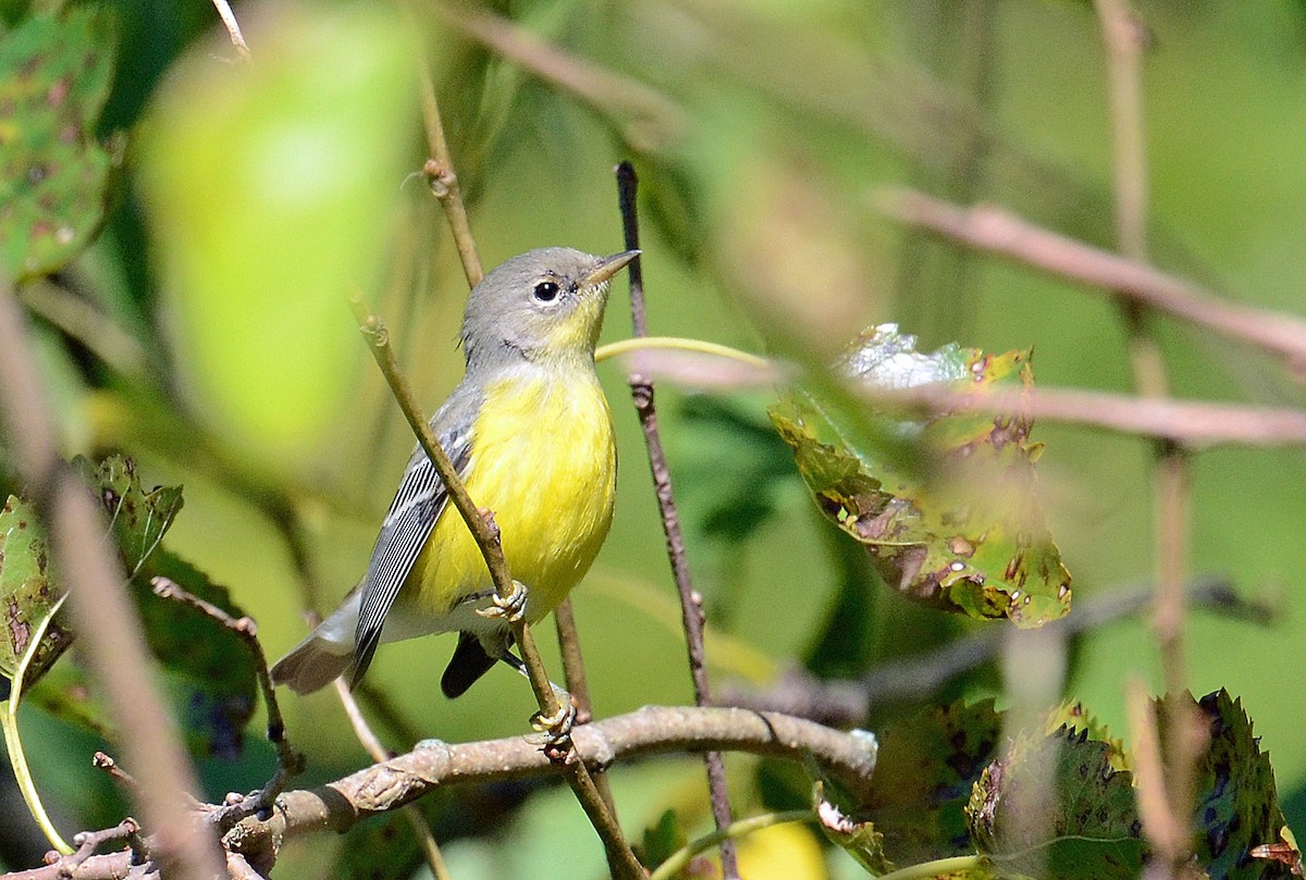 Magnolia Warbler - ML641118369