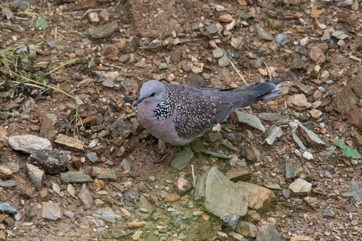 Spotted Dove - ML641118382