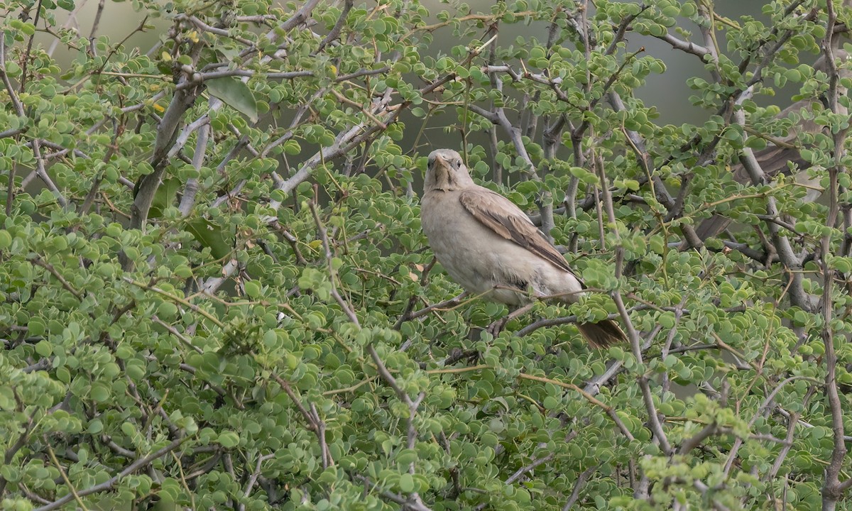 Wattled Starling - ML641118410