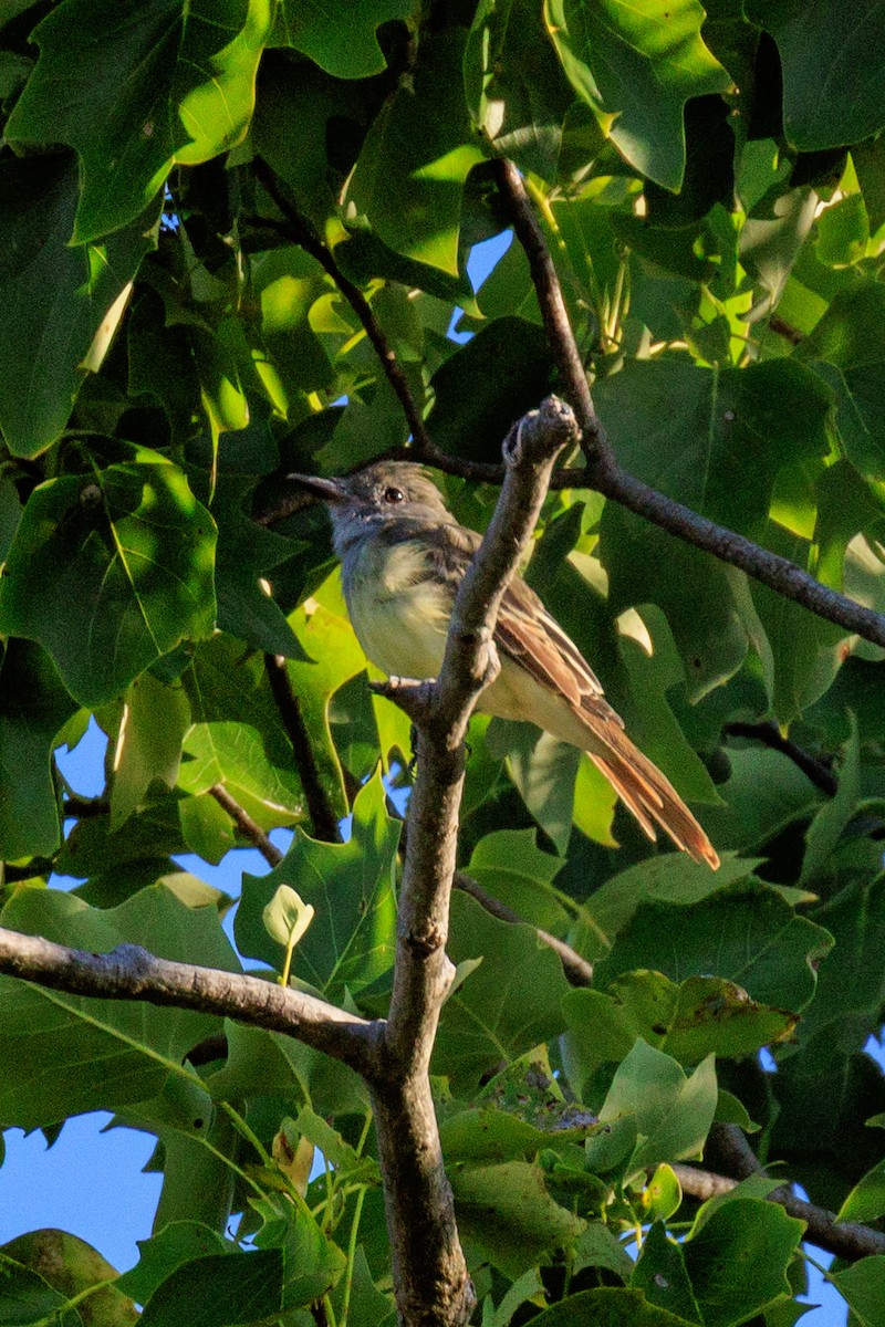 Great Crested Flycatcher - ML641118413