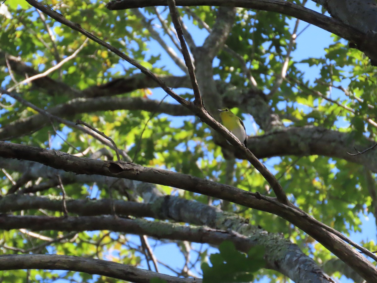 Yellow-throated Vireo - ML641118419
