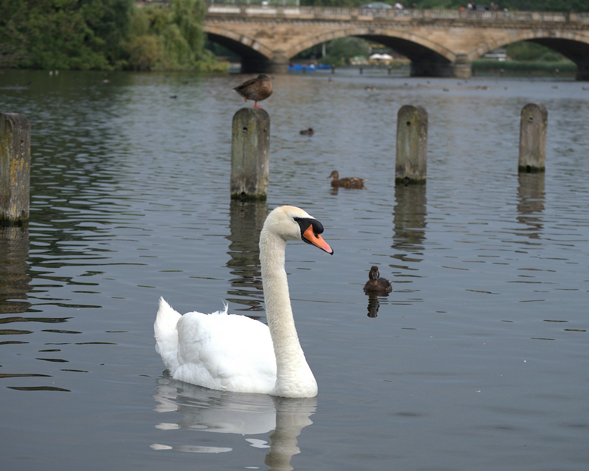 Mute Swan - ML641118464