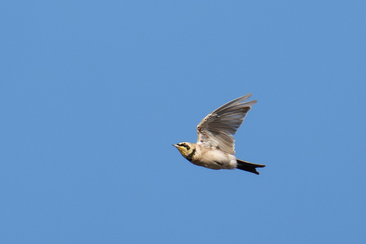 Horned Lark - ML641118480