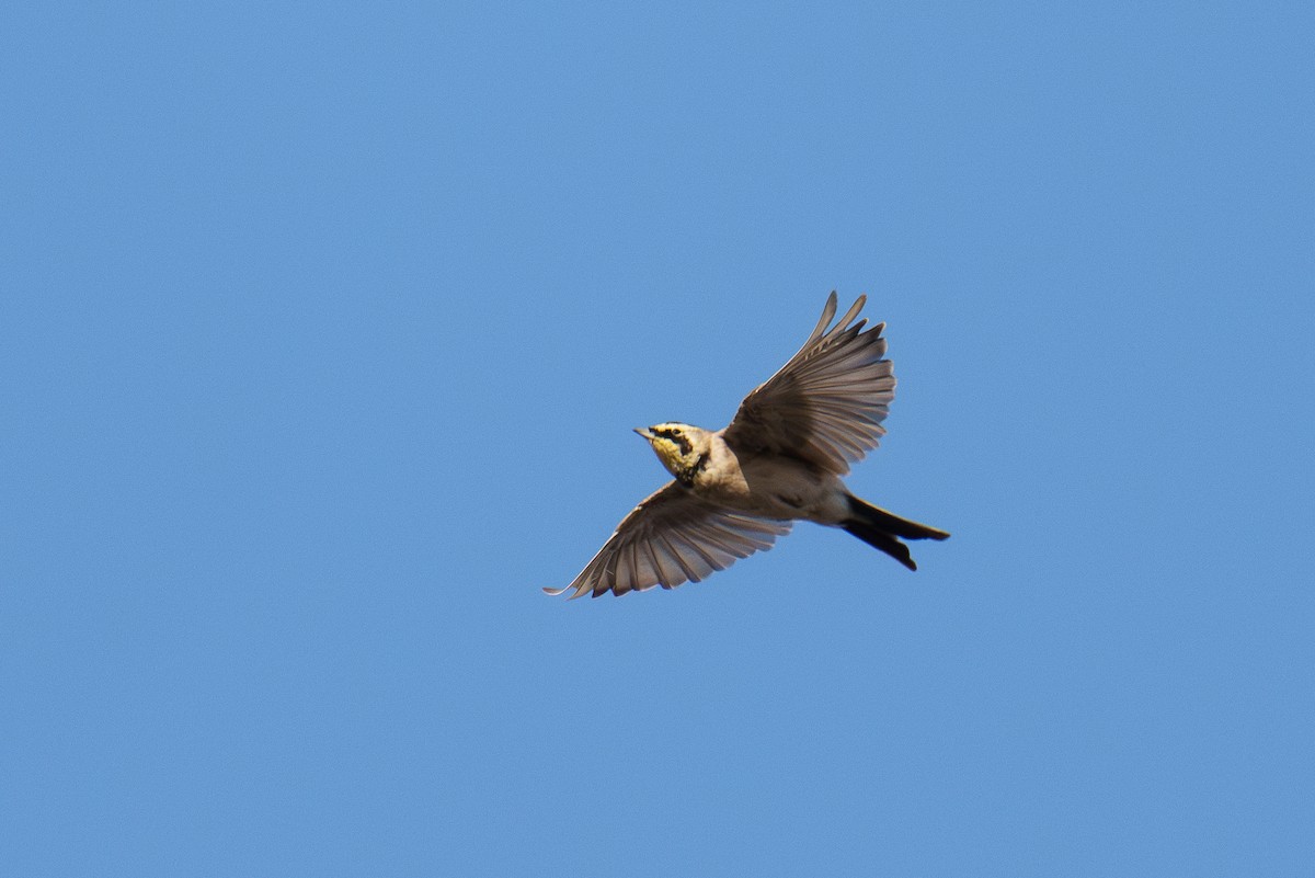 Horned Lark - ML641118481