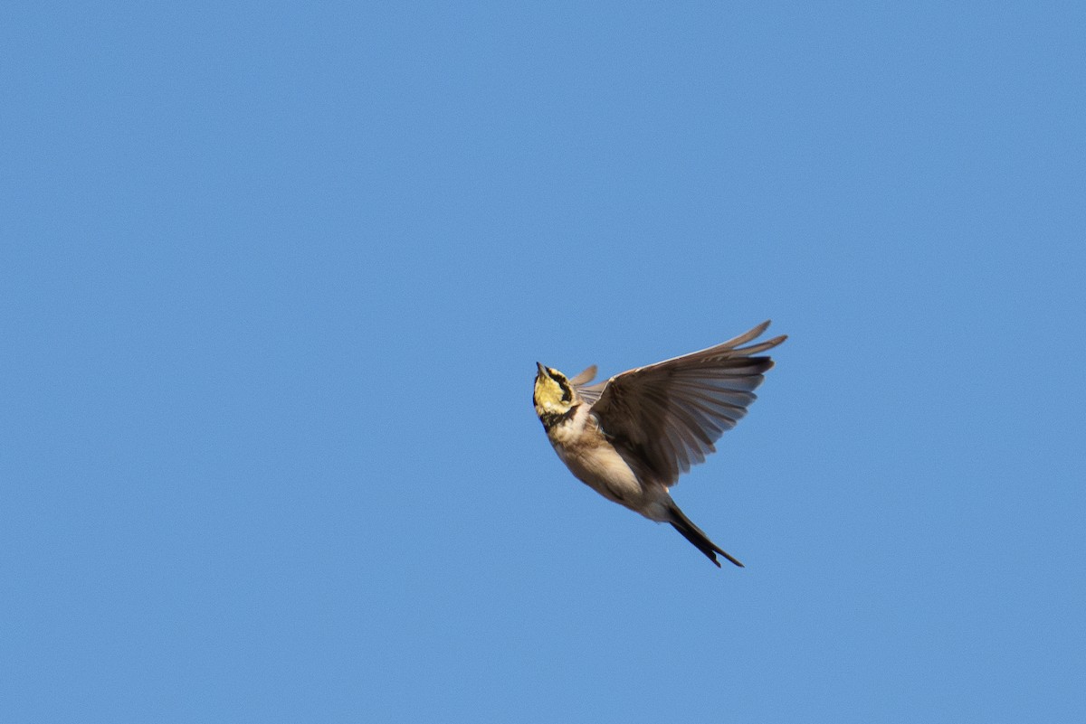 Horned Lark - ML641118482