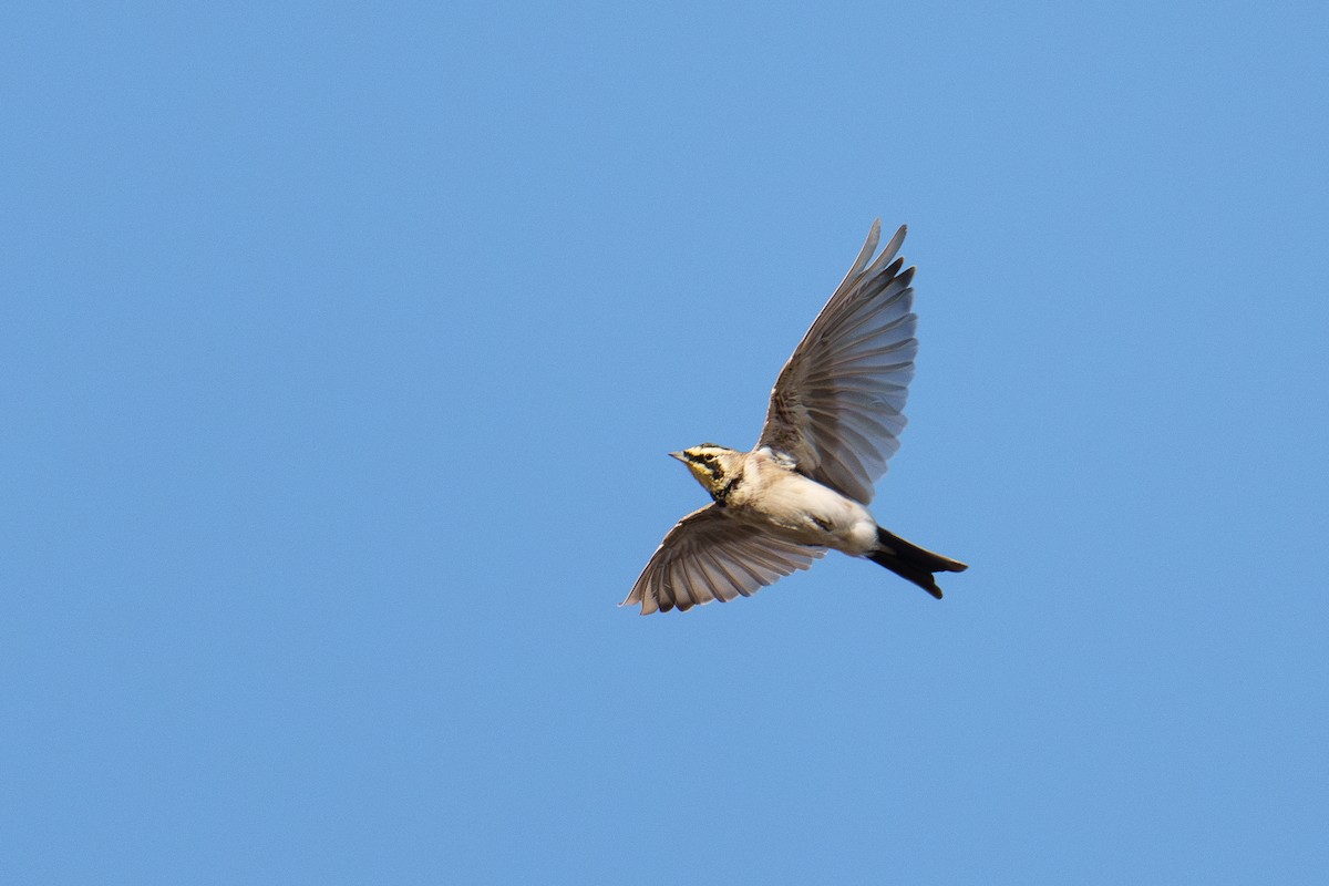 Horned Lark - ML641118483