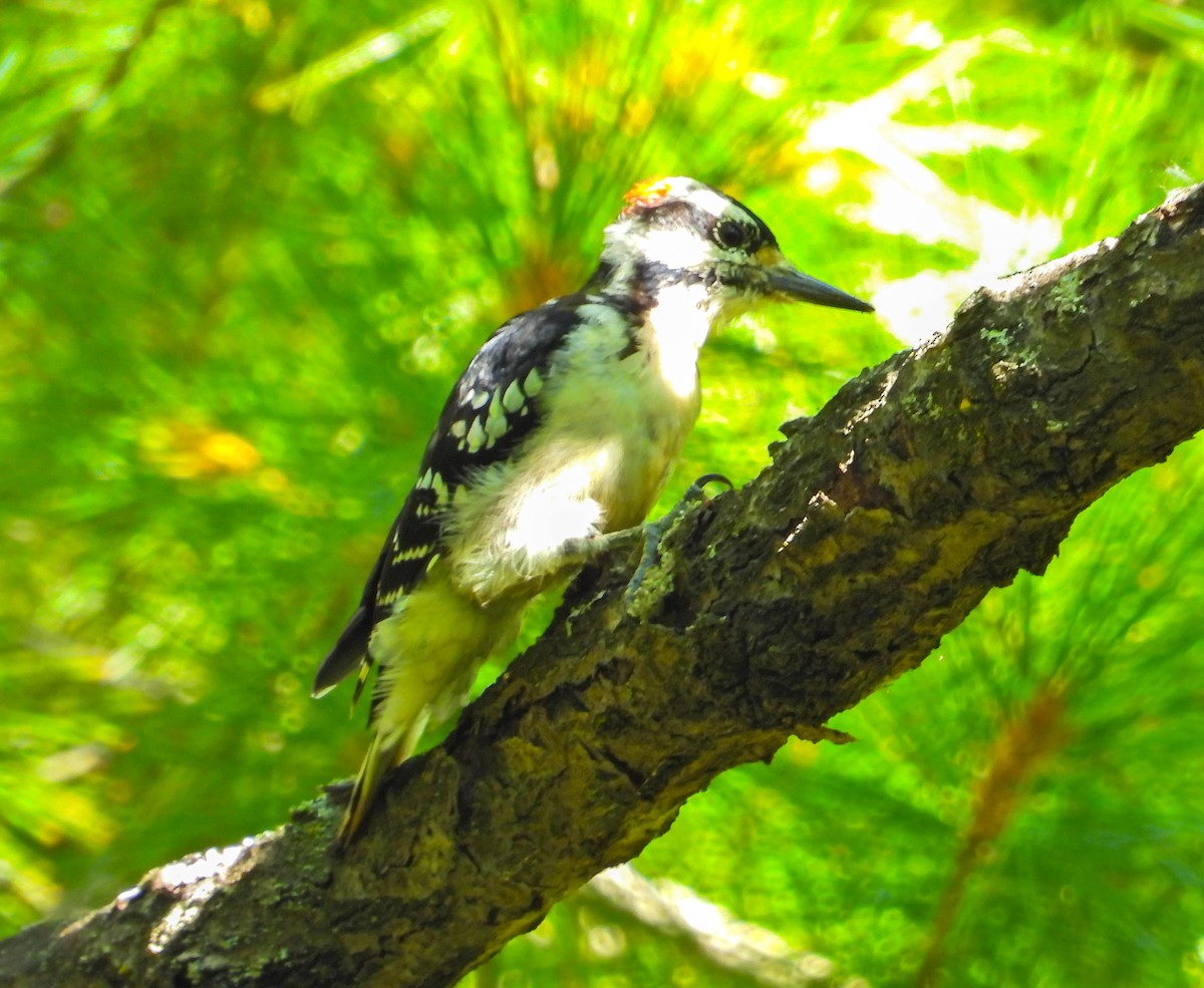 Hairy Woodpecker - ML641118488