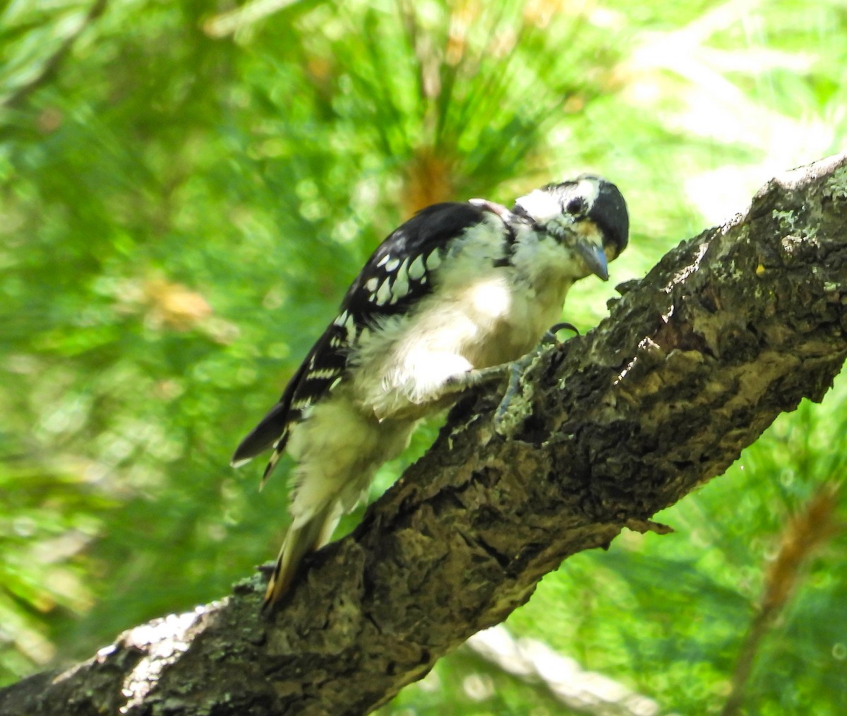 Hairy Woodpecker - ML641118489