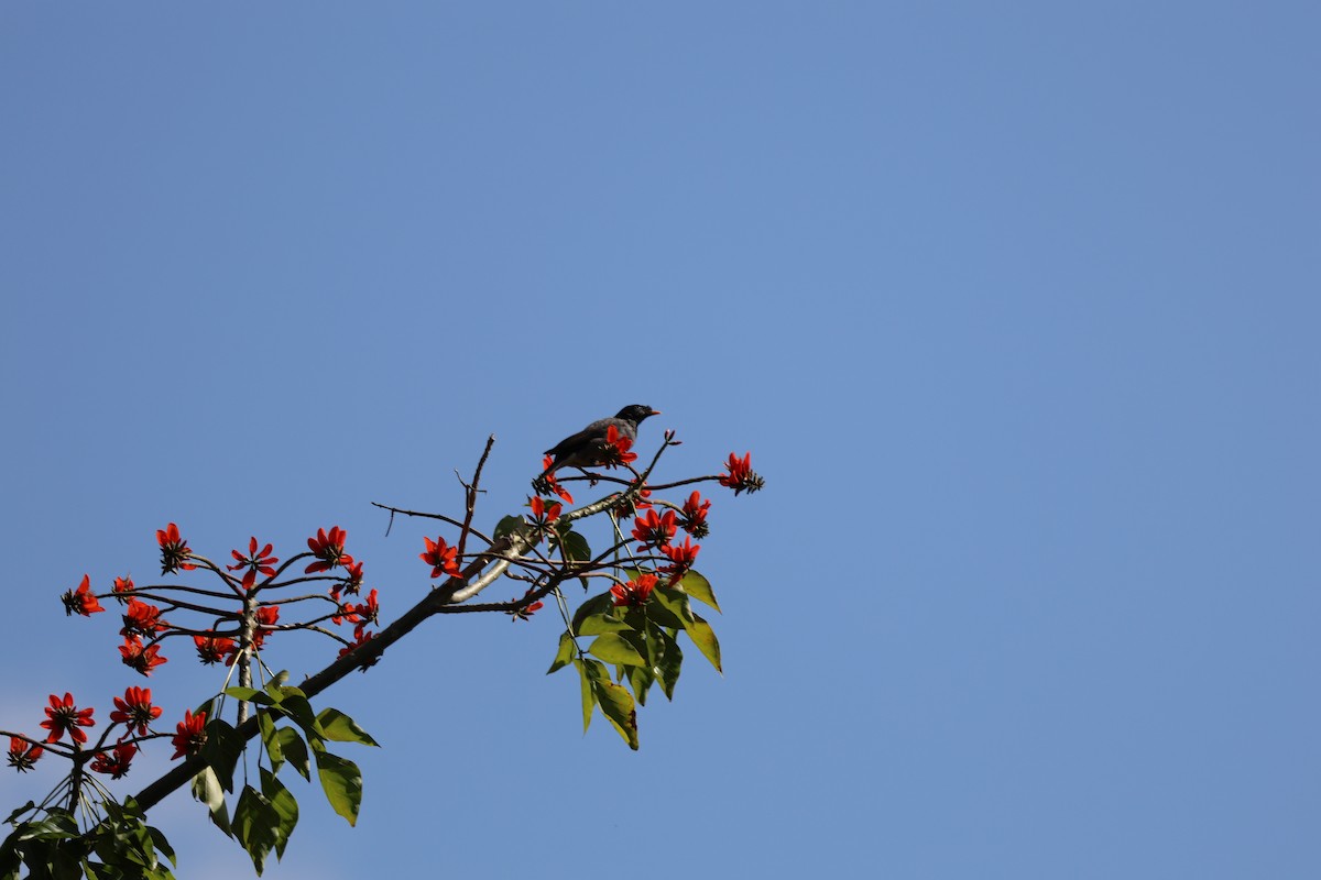 Jungle Myna - ML641118516