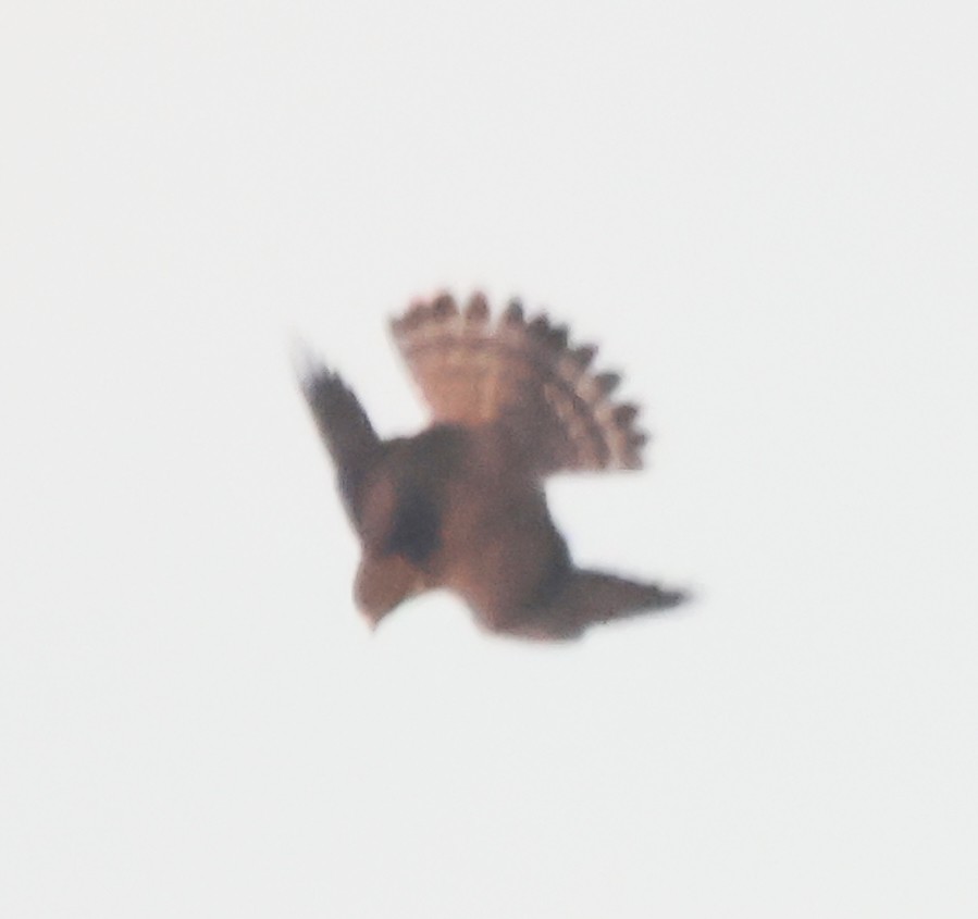 Merlin - ML641118525