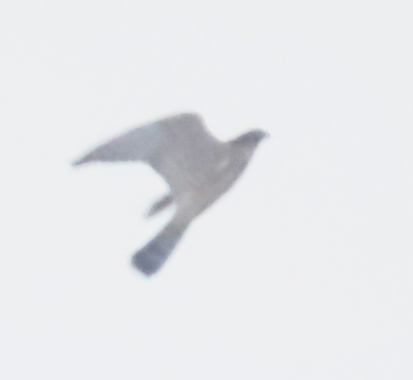 Merlin - ML641118526