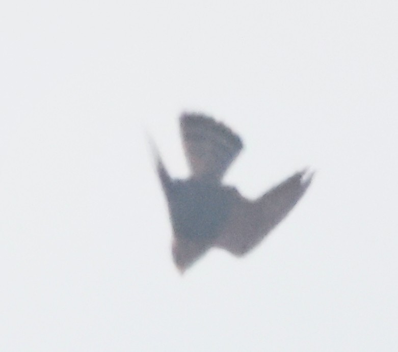 Merlin - ML641118527