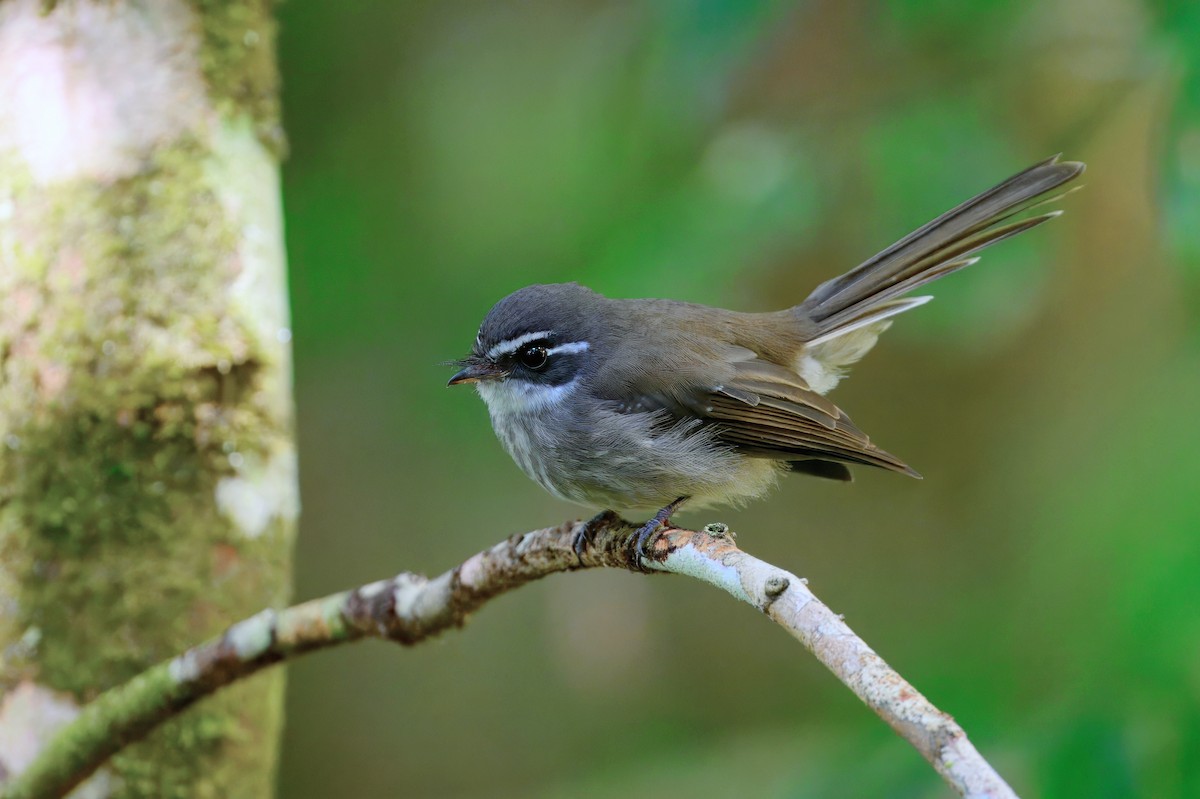 Guadalcanal Fantail - ML641118534