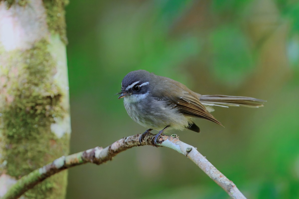 Guadalcanal Fantail - ML641118535