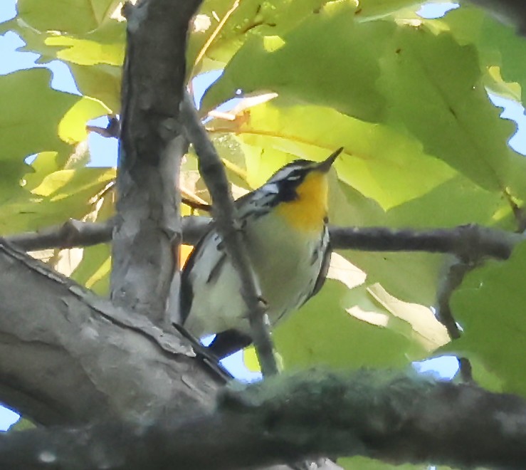 gulstrupeparula - ML641118538