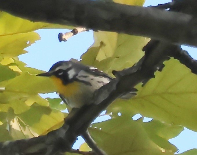 gulstrupeparula - ML641118539