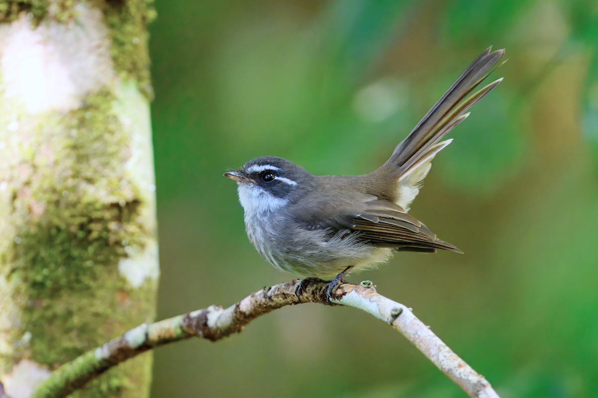 Guadalcanal Fantail - ML641118547