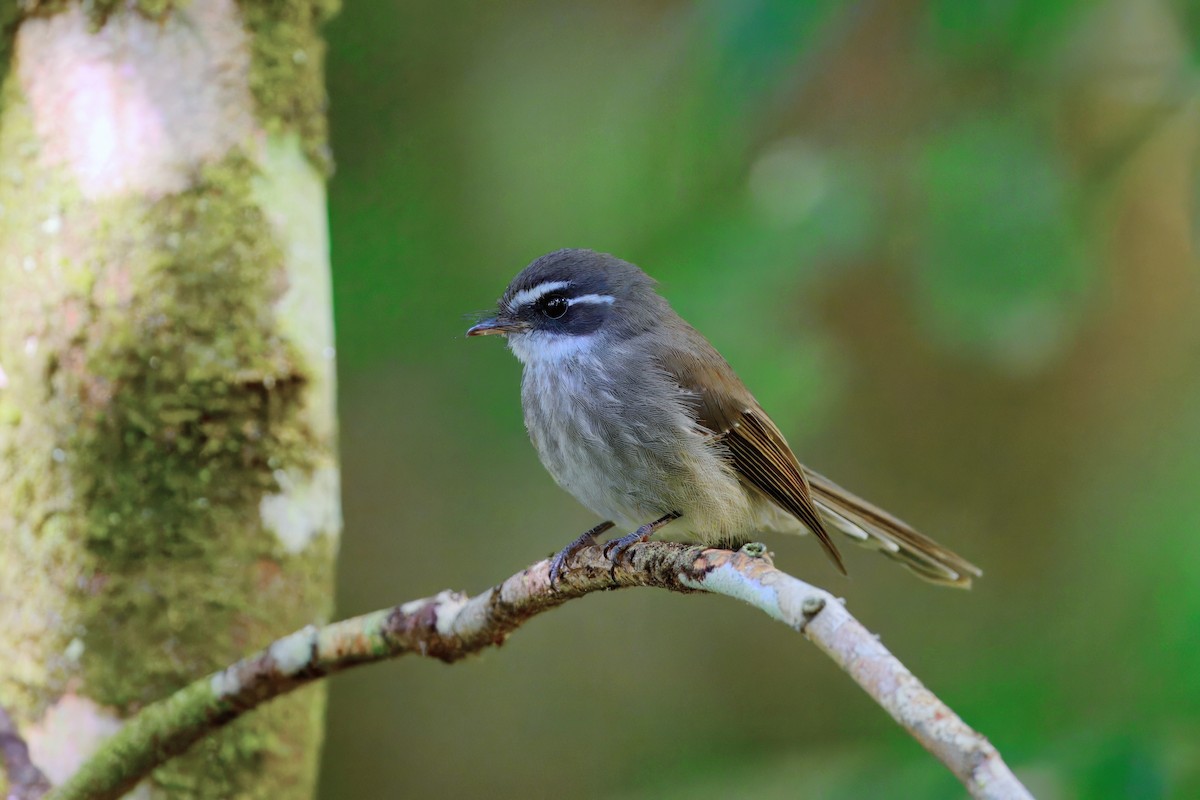 Guadalcanal Fantail - ML641118549