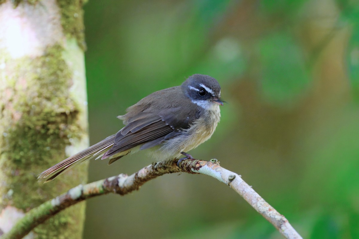 Guadalcanal Fantail - ML641118552