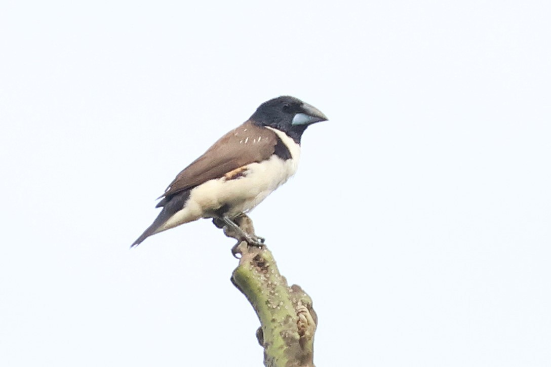 Magpie Mannikin - ML641118557