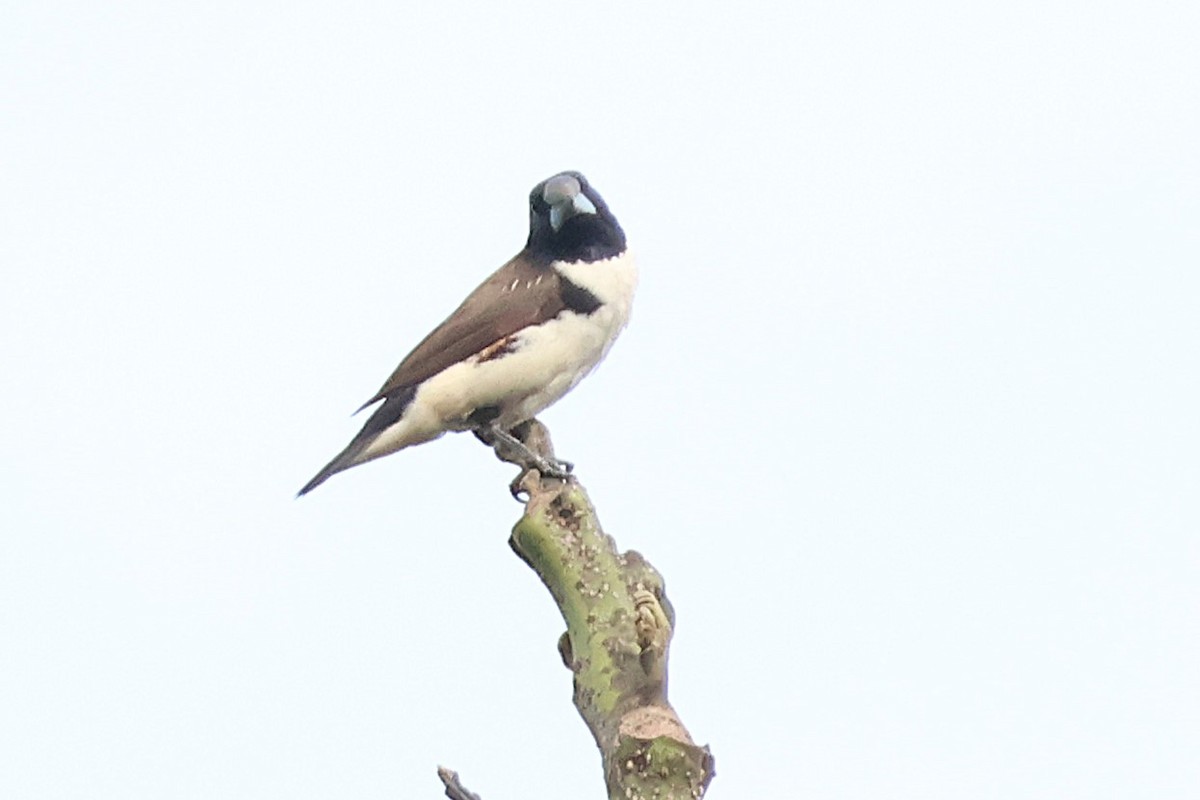 Magpie Mannikin - ML641118558