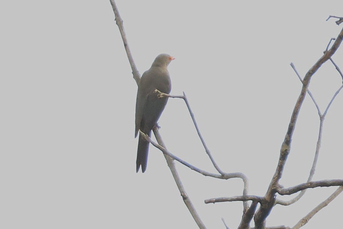 アカハシウシツツキ - ML641118565