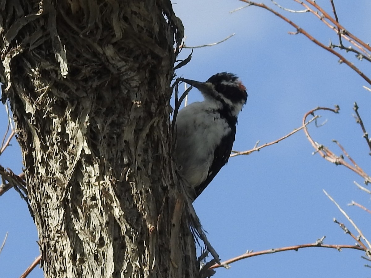 Hairy Woodpecker - ML641118579