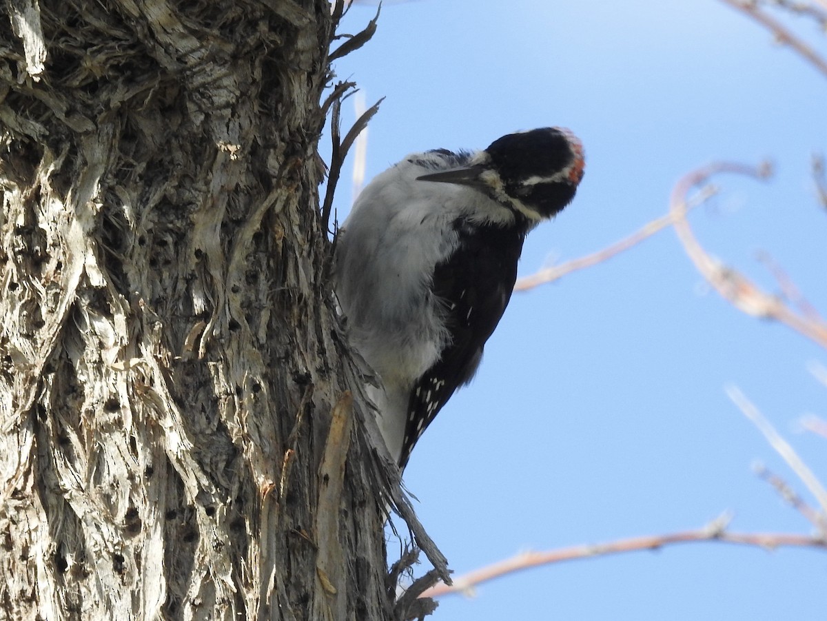 Hairy Woodpecker - ML641118585